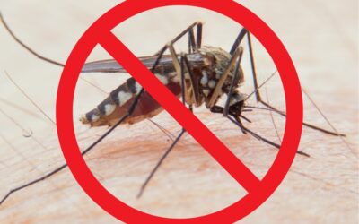 Proteggiti da insetti e zanzare con l’olio essenziale di Lavanda